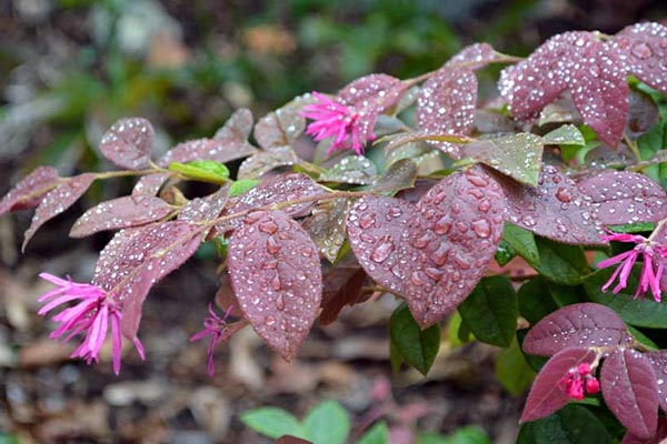 Loropetalum - Plum