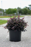 Loropetalum - Plum