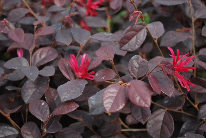 Loropetalum - Chocolate