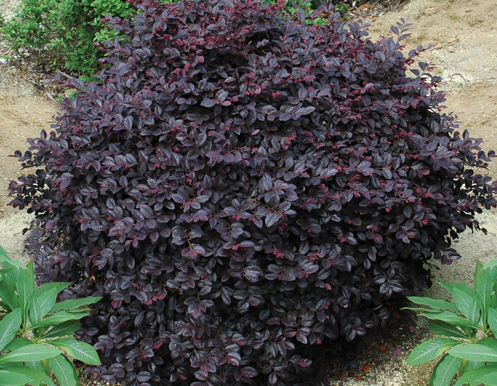 Loropetalum - Cerise Charm