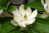Sweet Bay Magnolia