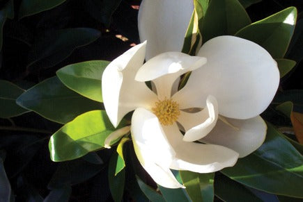 Magnolia Grandiflora - Alta