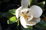 Magnolia Grandiflora - Alta