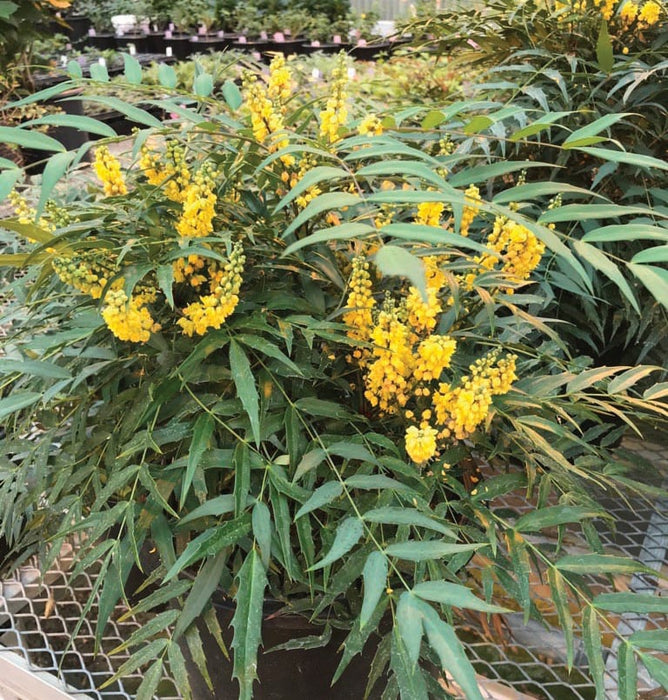 Mahonia - Funky Flow™