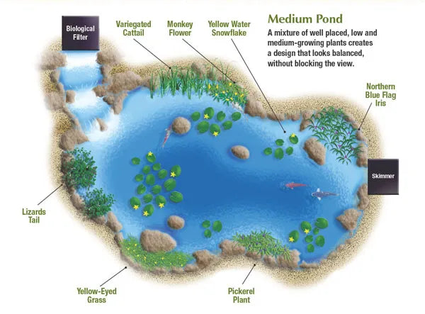 Medium Pond: Plant Placement Ideas