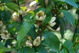 Banana Shrub