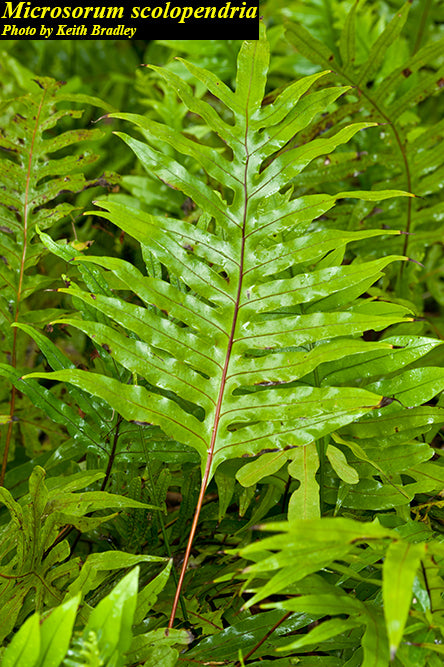 Monarch Fern