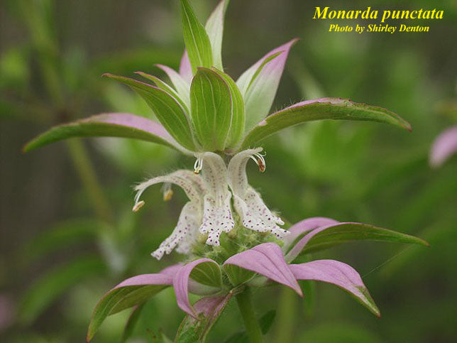 Spotted Beebalm - Native