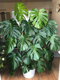 Monstera - Swiss Cheese Plant