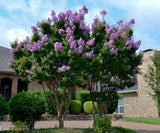 Crape Myrtle - Catawba Purple
