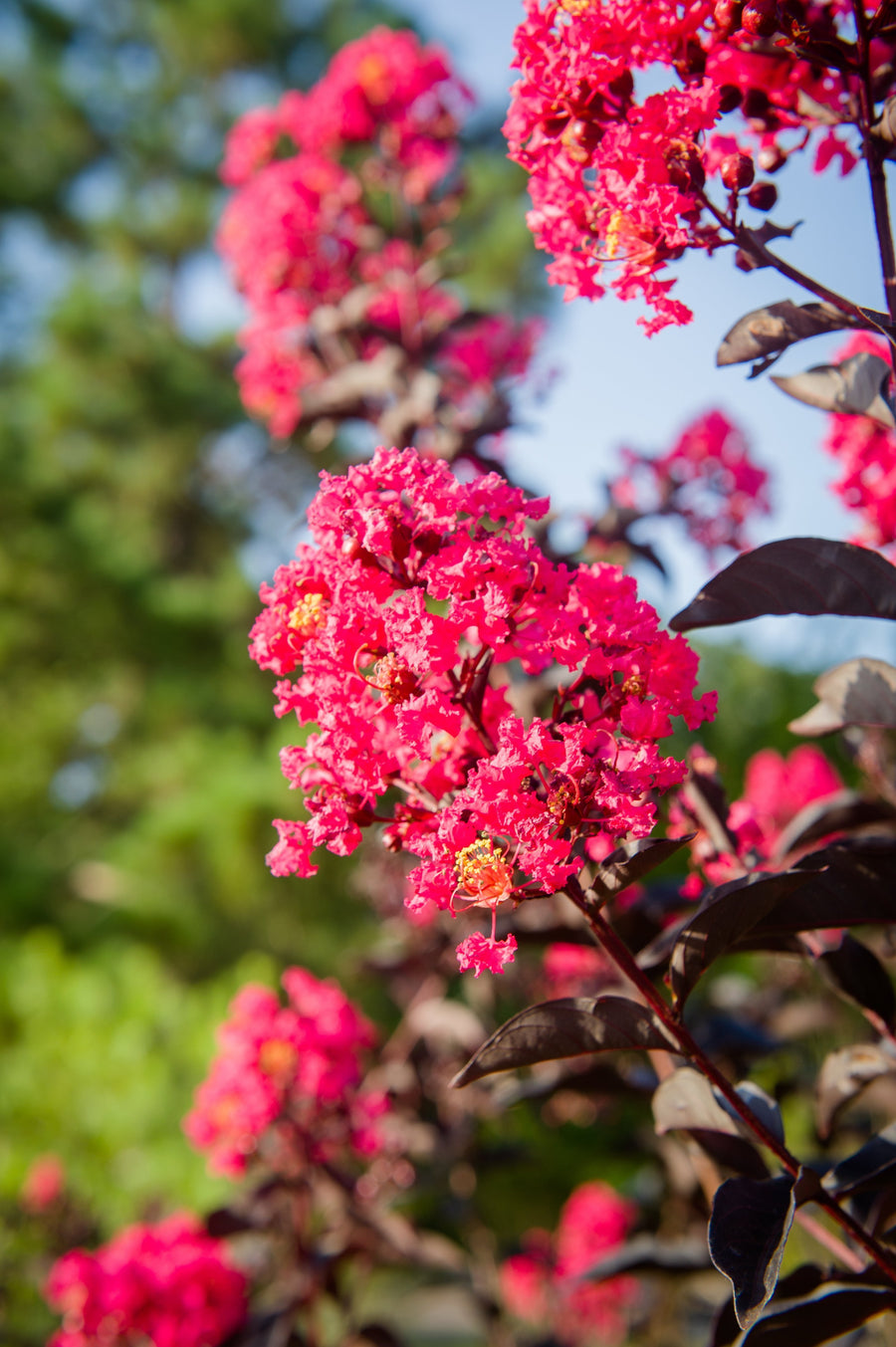 Crape Myrtle - Black Diamond Mystic Magenta Multi