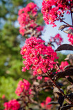 Crape Myrtle - Black Diamond Mystic Magenta Multi