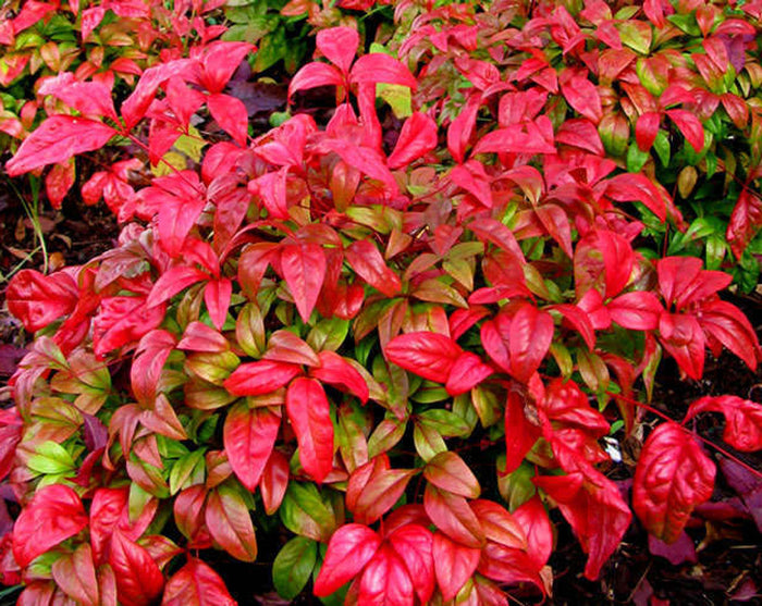 Nandina - Firepower