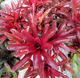 Bromeliad - Fireball