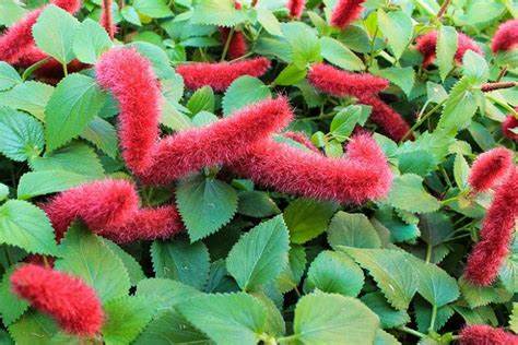 Chenille Dwarf