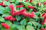 Chenille Dwarf
