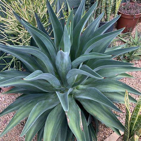 Smooth Agave