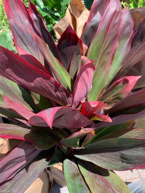Cordyline - Auntie Lou