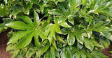 Fatsia