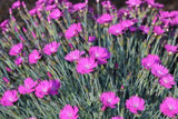 Dianthus
