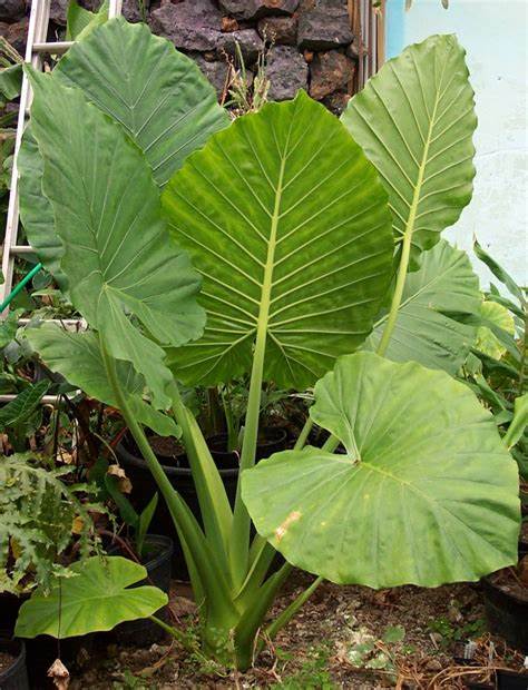 Giant Taro - Alocasia