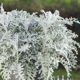 Dusty Miller
