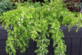 Asparagus Fern