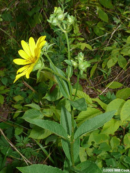 Starry Rosinweed - Native