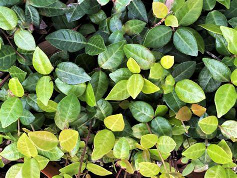 Jasmine Minima