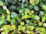 Jasmine Minima
