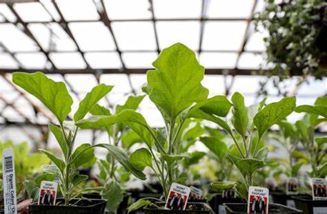 Vegetable Starts