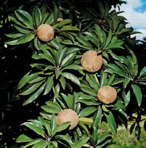 Fruit Sapodilla