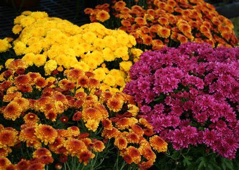 Garden Mums