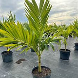 Christmas Palm - Adonidia