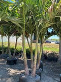 Christmas Palm - Adonidia
