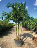 Christmas Palm - Adonidia