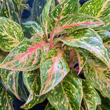 Chinese Evergreen - Aglaonema