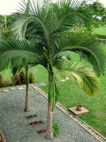 Alexandra King Palm