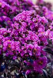 Crape Myrtle - Black Diamond Purely Purple