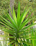 Yucca - Spanish Bayonet