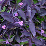 Purple Queen Tradescantia