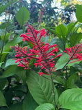 Firespike