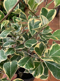 Triangle Ficus