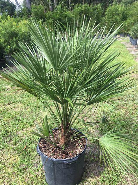 European Fan Palm