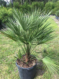 European Fan Palm