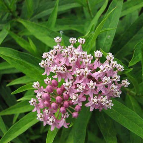 Swamp Milkweed - Native