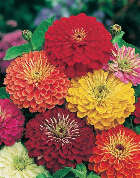 Zinnia