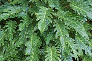 Xanadu Philodendron