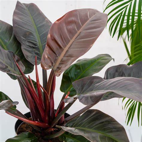 Imperial Red Philodendron