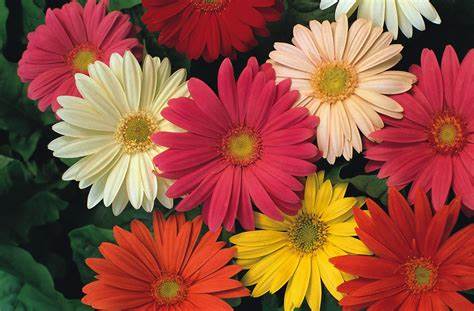 Gerber Daisy